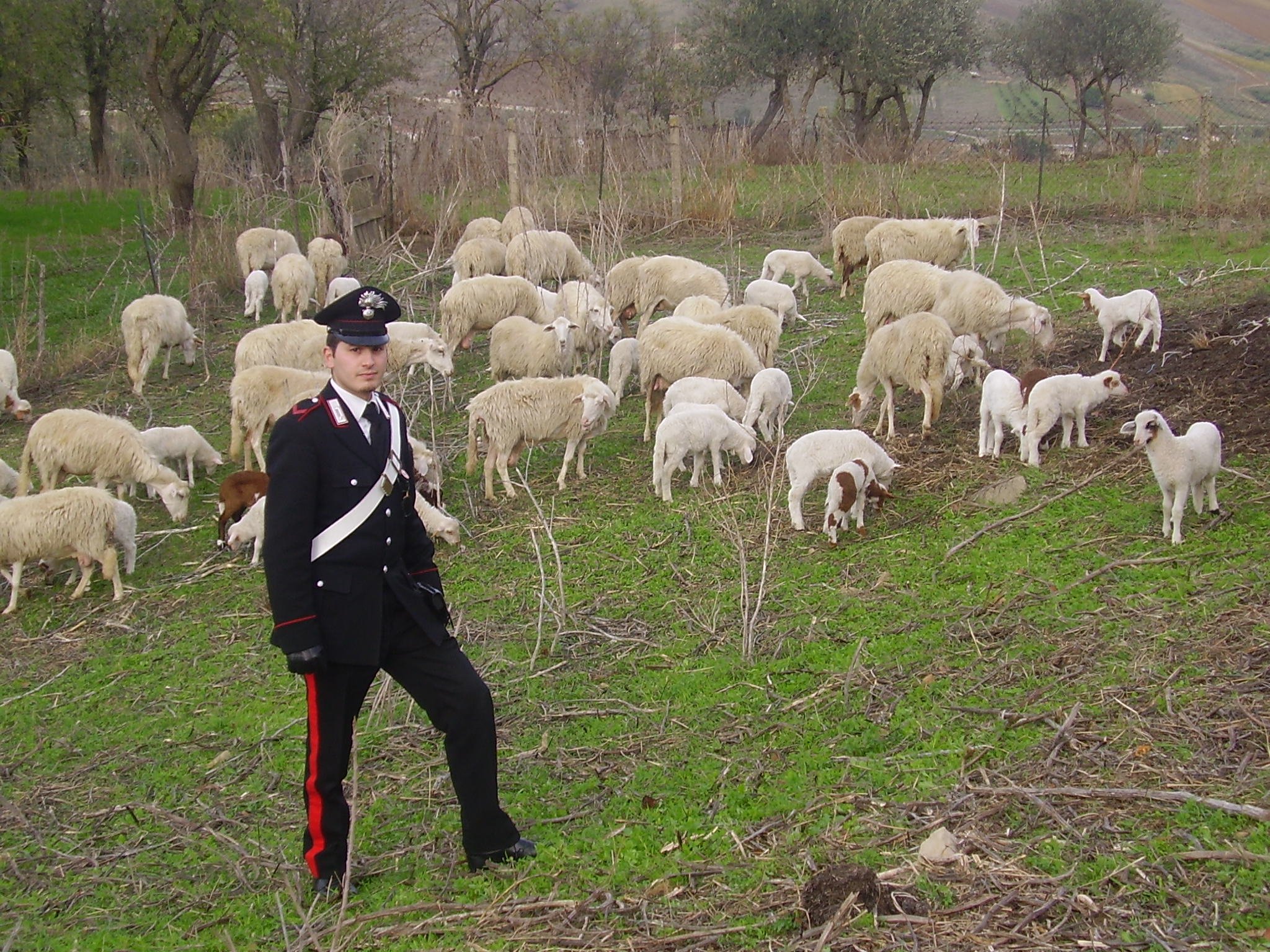 Baucina:Alla vista del gregge ritrovato ha pianto